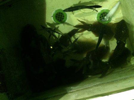 宮崎 福丸 釣果