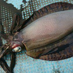 シースナイパー海龍 釣果