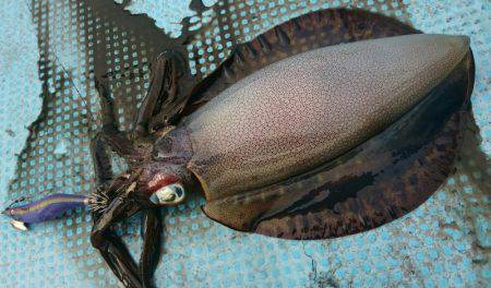 シースナイパー海龍 釣果