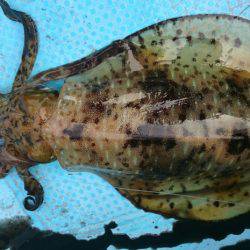 シースナイパー海龍 釣果