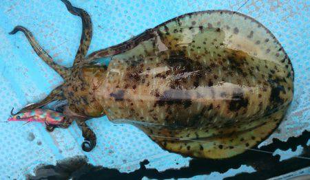 シースナイパー海龍 釣果