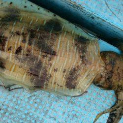 シースナイパー海龍 釣果