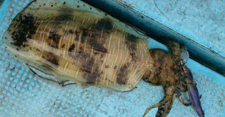 シースナイパー海龍 釣果