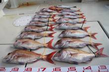 KIM Fishing Guide Ser…