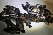 KIM Fishing Guide Ser…