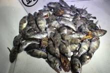 KIM Fishing Guide Ser…