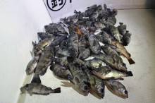 KIM Fishing Guide Ser…