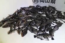 KIM Fishing Guide Ser…