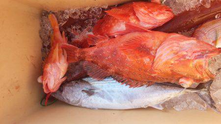 香織丸 釣果