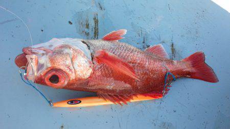 香織丸 釣果
