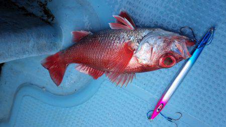 香織丸 釣果