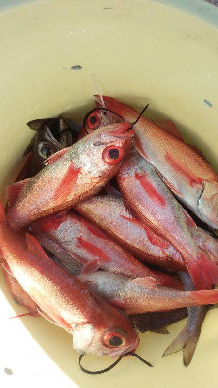 香織丸 釣果