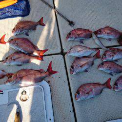 リトルワン 釣果