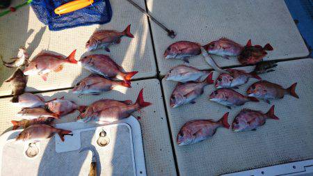 リトルワン 釣果