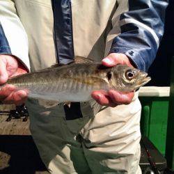 太幸丸 釣果