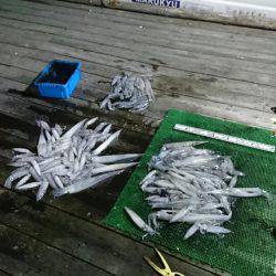 シードリーム 釣果