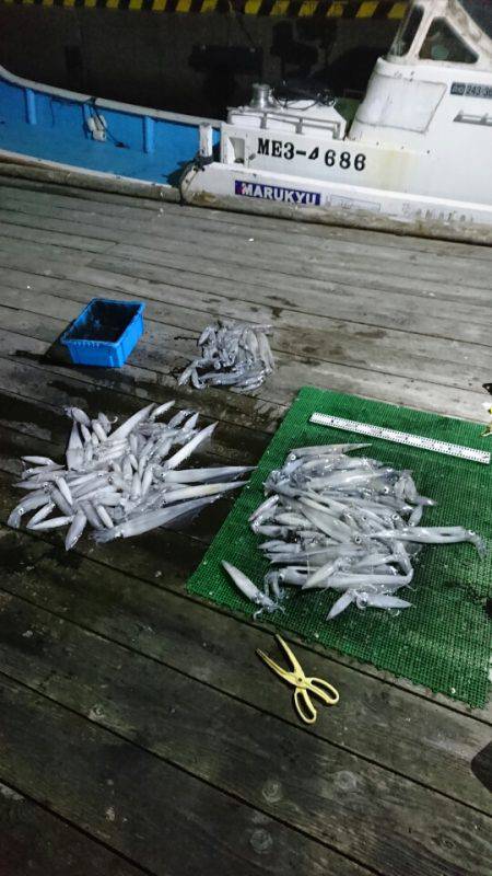 シードリーム 釣果