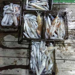 シードリーム 釣果