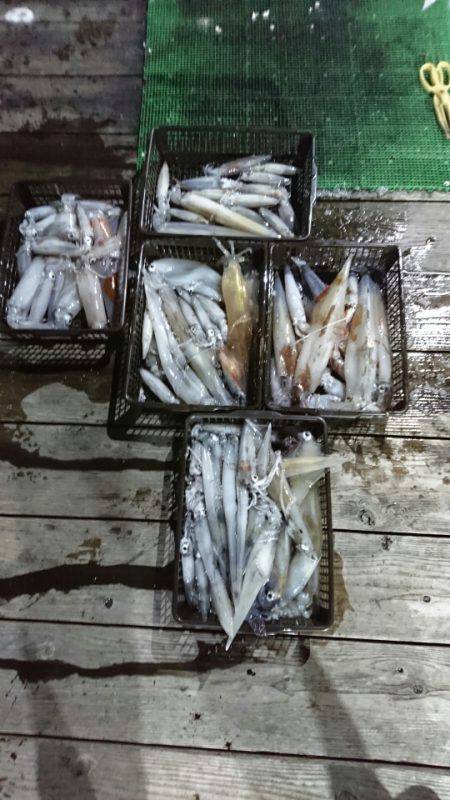 シードリーム 釣果