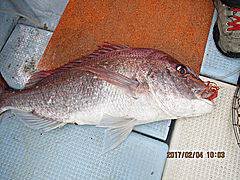 遊漁船 未紗奈 釣果