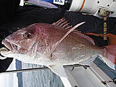 遊漁船 未紗奈 釣果