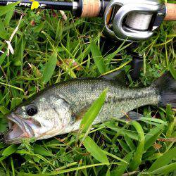 身近なところで釣れる！バスフィッシングの始め方【準備編】