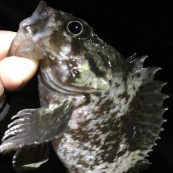 ライトプラッキング