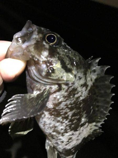 ライトプラッキング