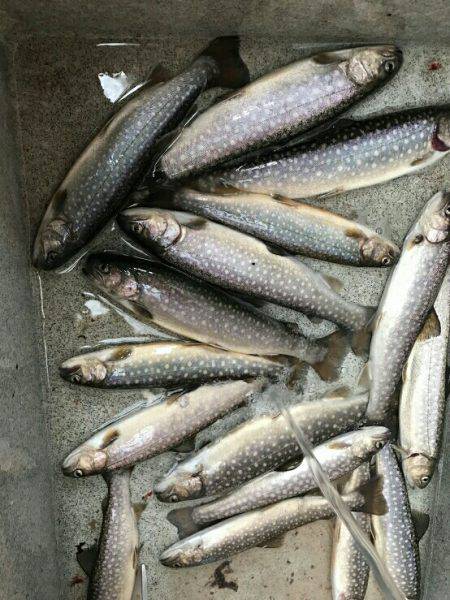 朽木渓流魚センタールアーフィールド