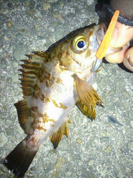 フィッシングショー明けの