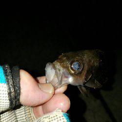 デカメバを求めて…