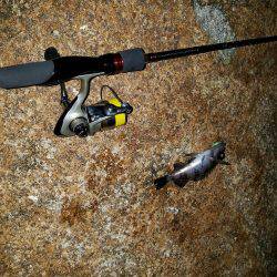 泉南メバリング