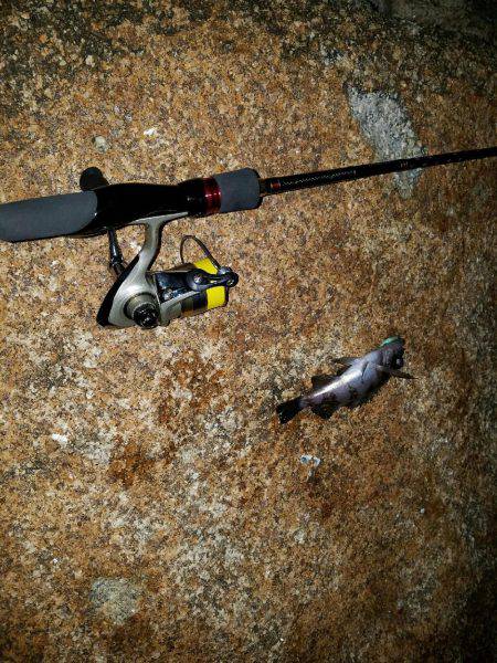 泉南メバリング