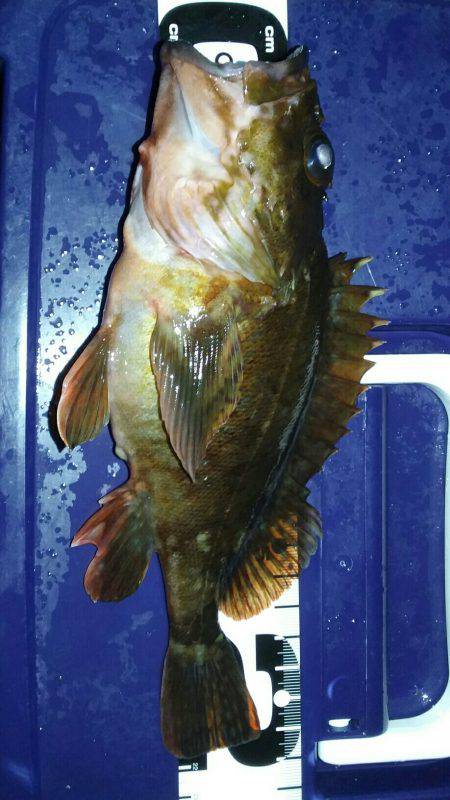 納得行く釣りできない