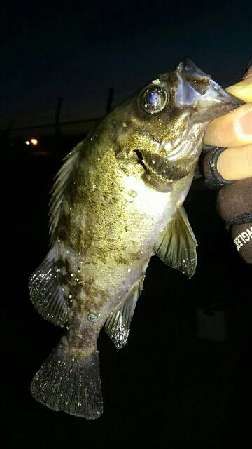 寝坊後メバリング