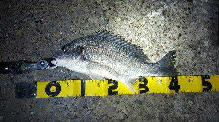 初チニングで40cmオーバー！！