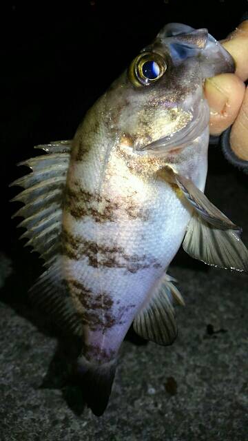 ド干潮メバリング