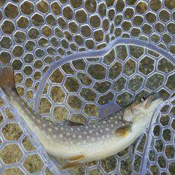 朽木渓流魚センター