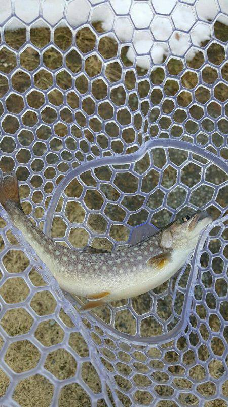 朽木渓流魚センター