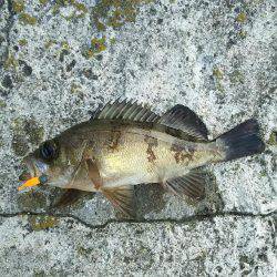 夕まづめメバリング