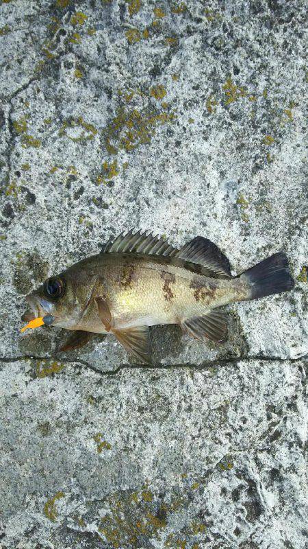 夕まづめメバリング