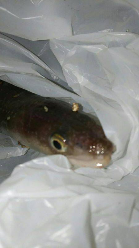 投げでアナゴちゃん