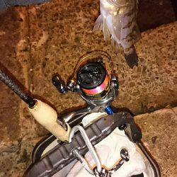 アジメバル調査