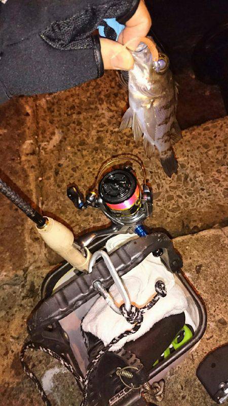 アジメバル調査