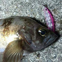 洲本港 メバリング