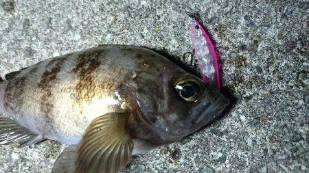 洲本港 メバリング