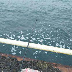 サビキ釣りにてアジ・サバ・イワシ