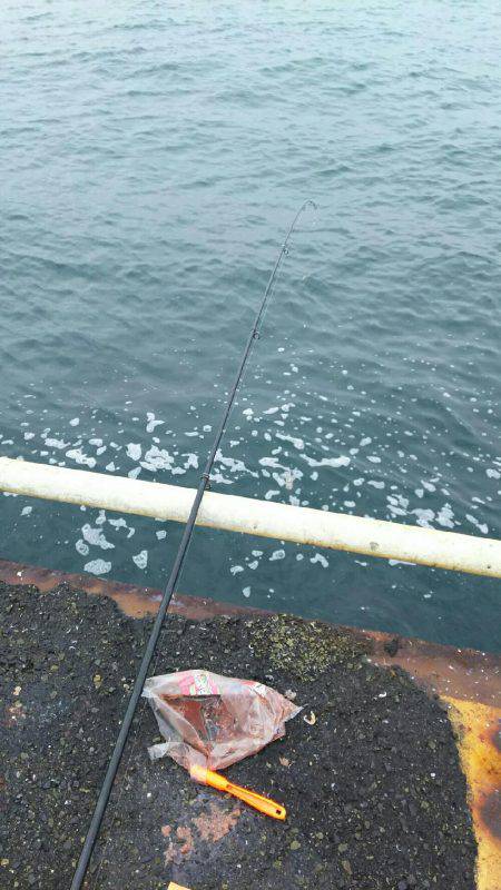 サビキ釣りにてアジ・サバ・イワシ