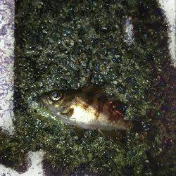 プラッキングメバル