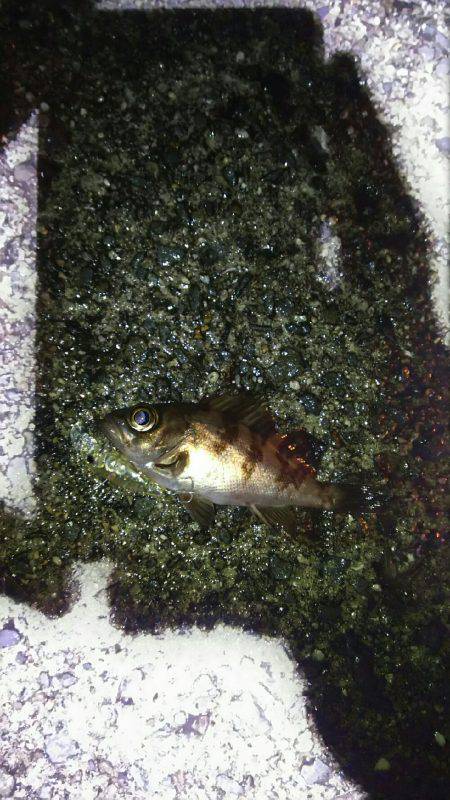 プラッキングメバル